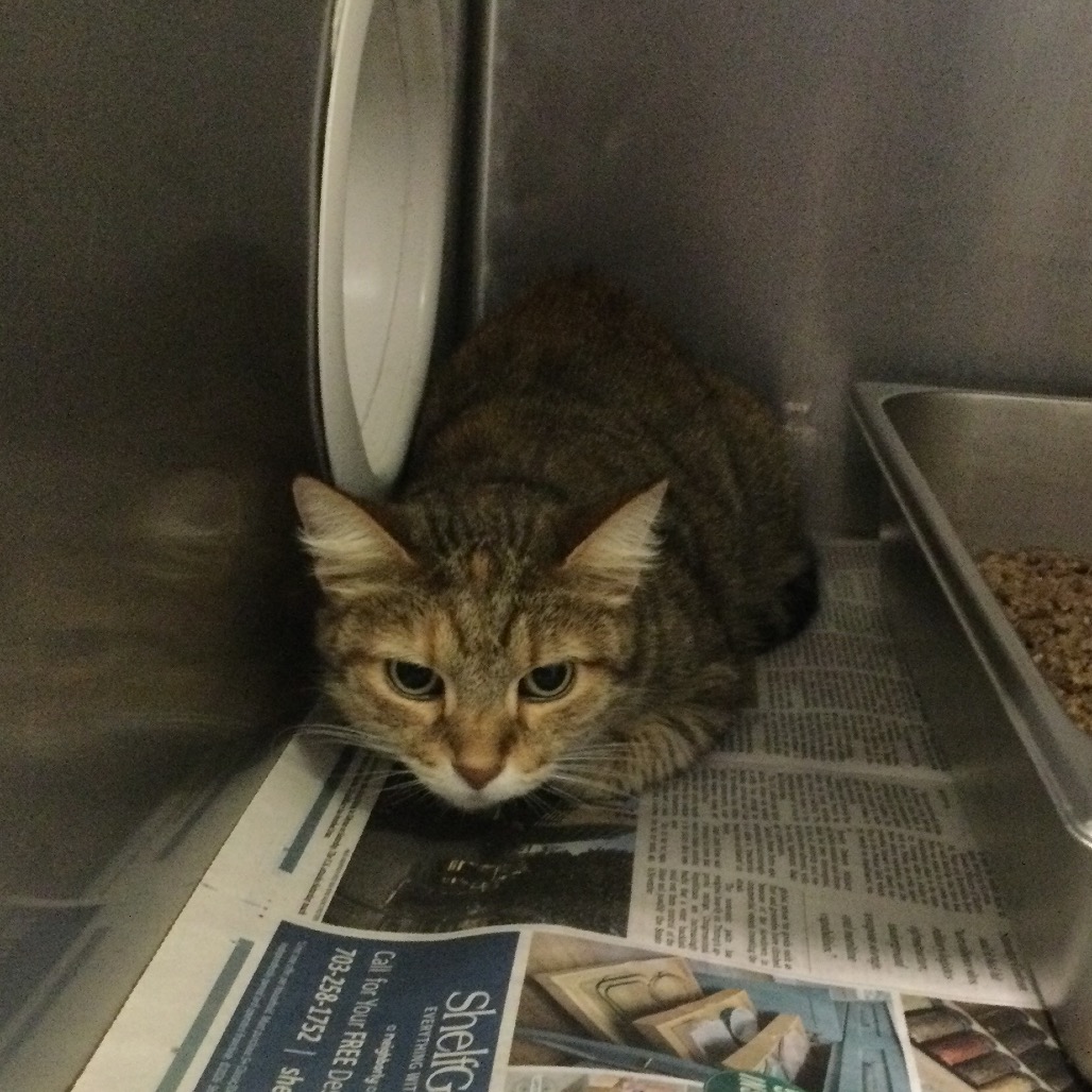 BESSY - Domestic Shorthair available for adoption
