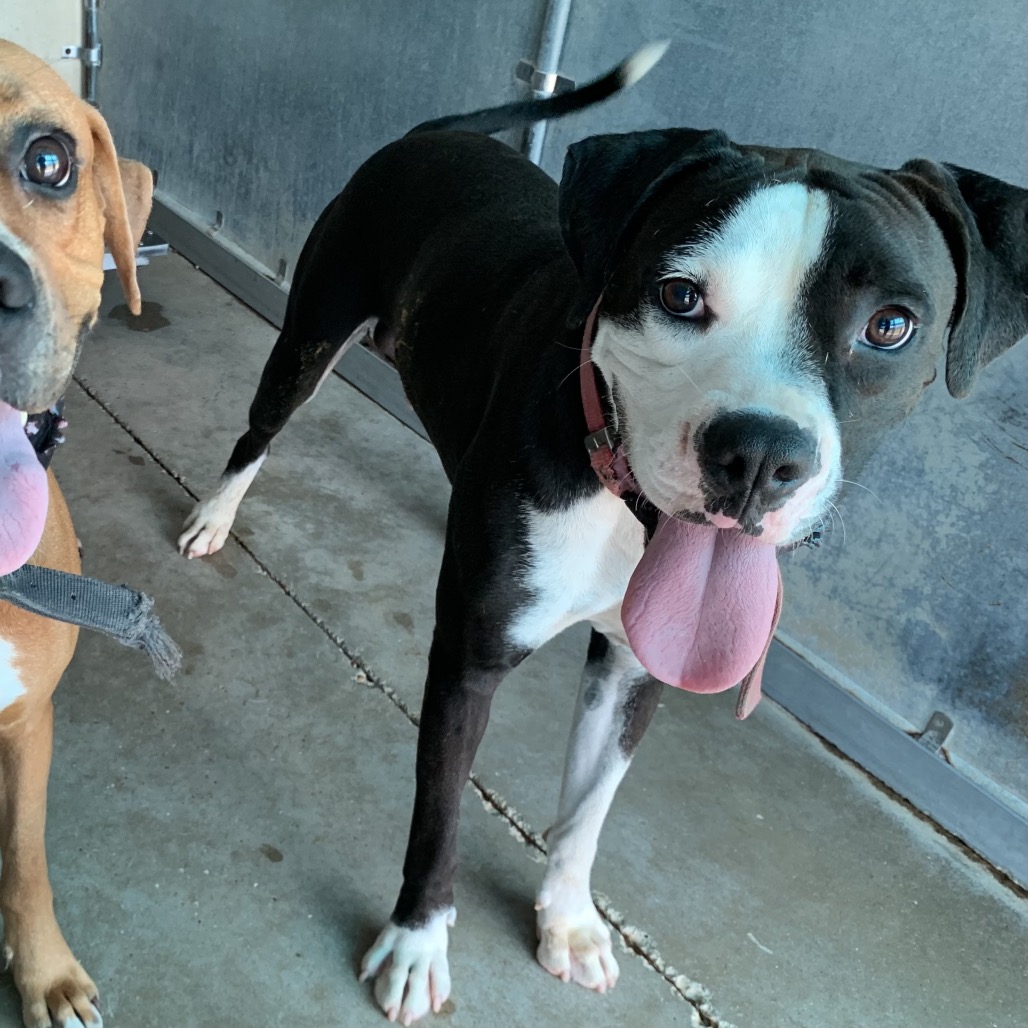 Photo of Doback, available for adoption at PVAS