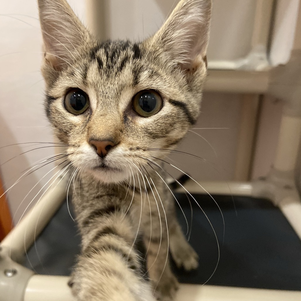 LUCY LOO - Domestic Shorthair available for adoption