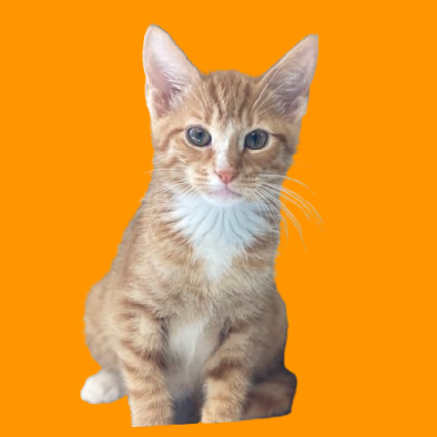 Jack O'meowtern