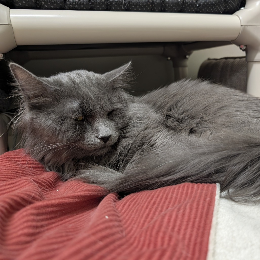 Furbo, photo 4