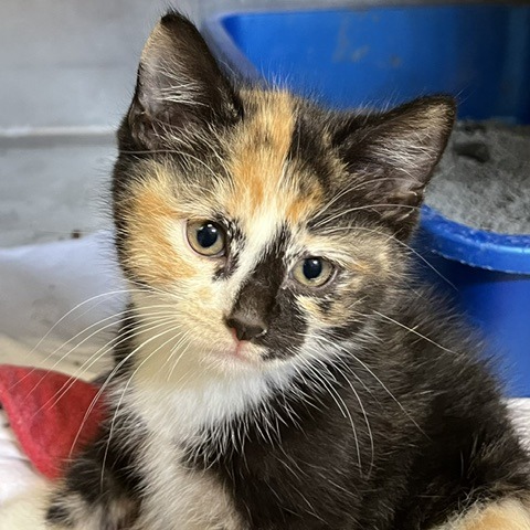 JENNY HUMPHREY - Domestic Shorthair available for adoption