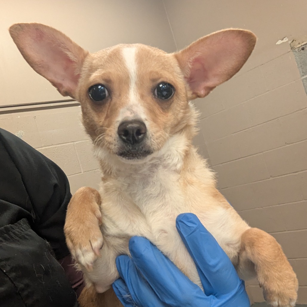 Chihuahua