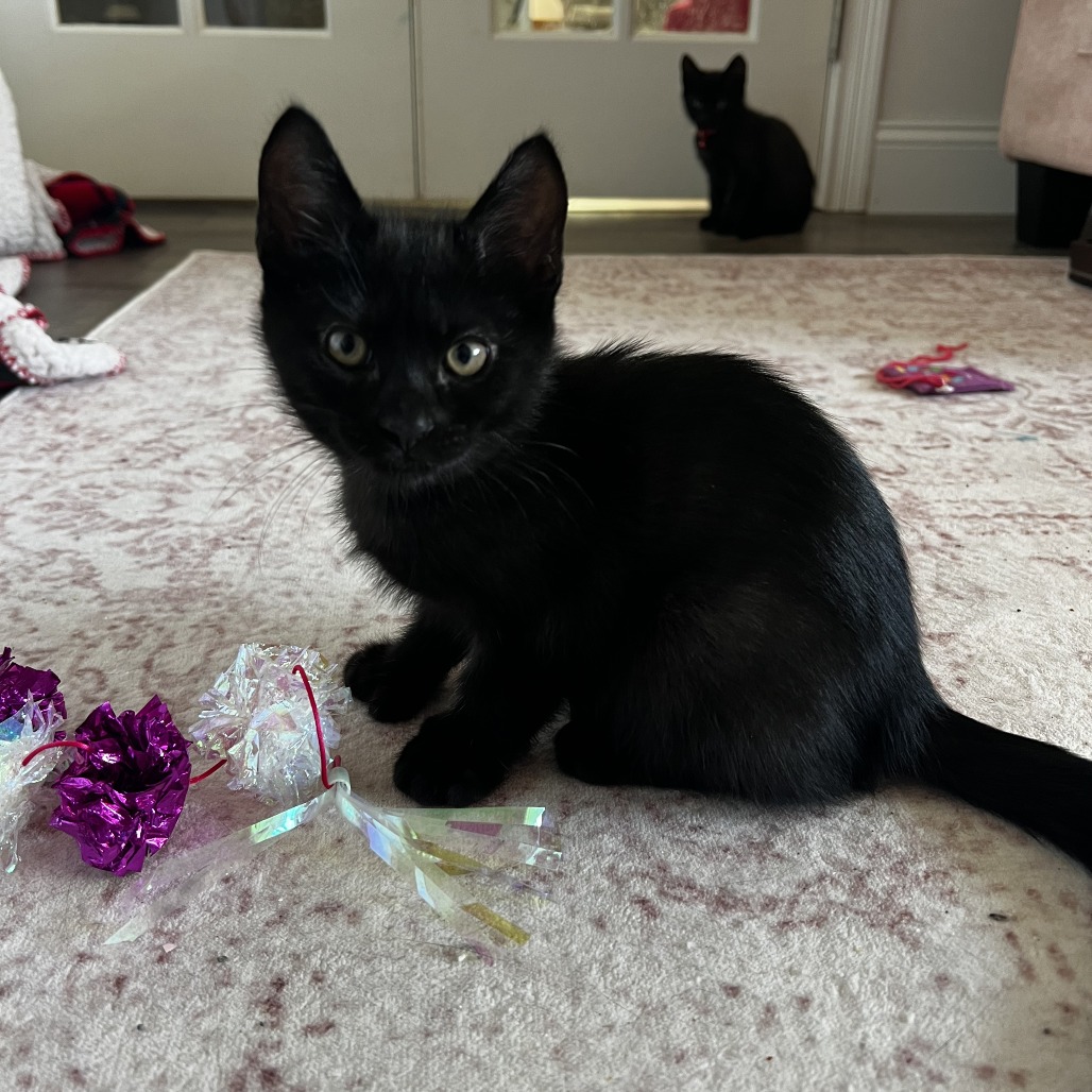 Shadowman - polydactyl, an adoptable cat