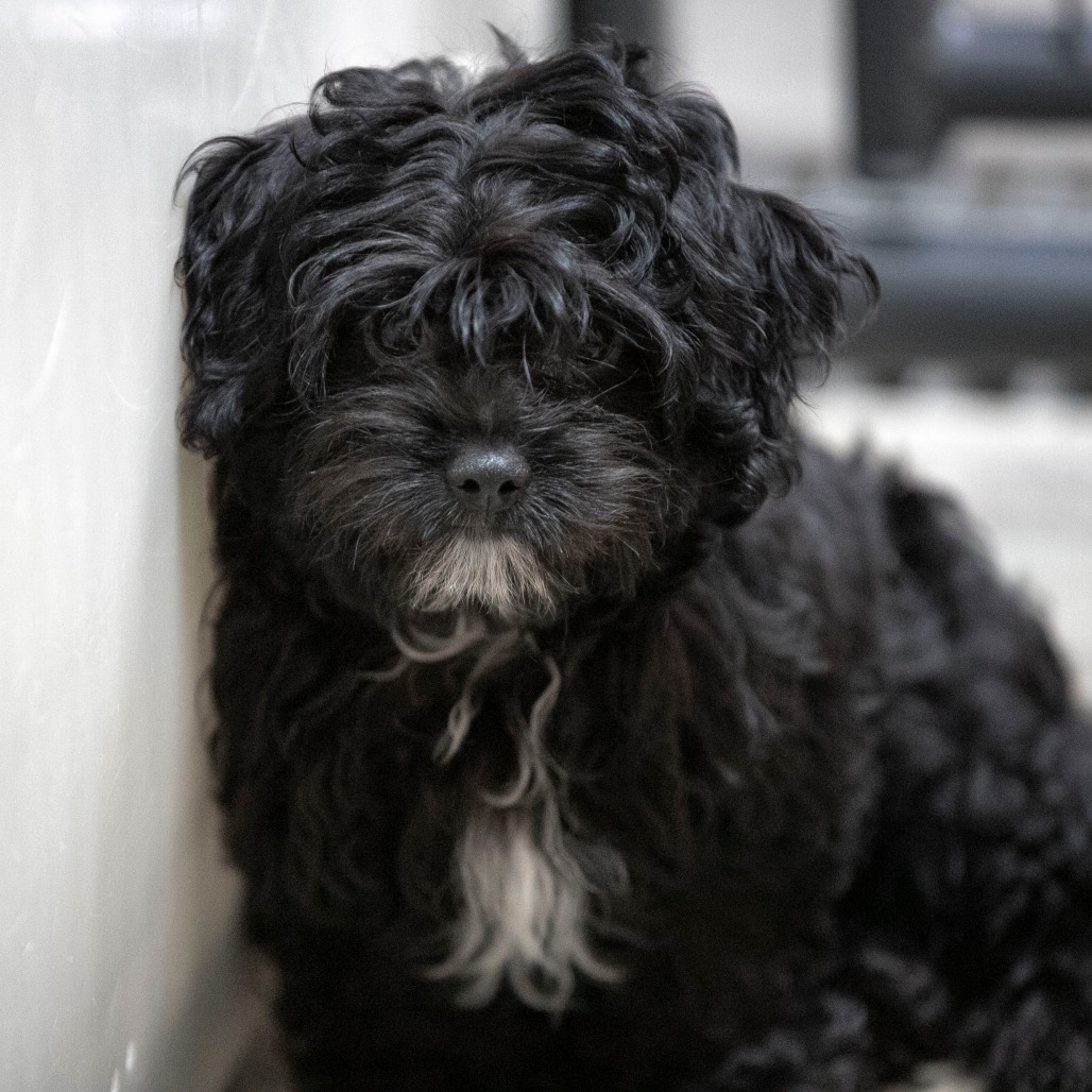 MILO (AG26-186) - Pekingese / Poodle, Miniature available for adoption