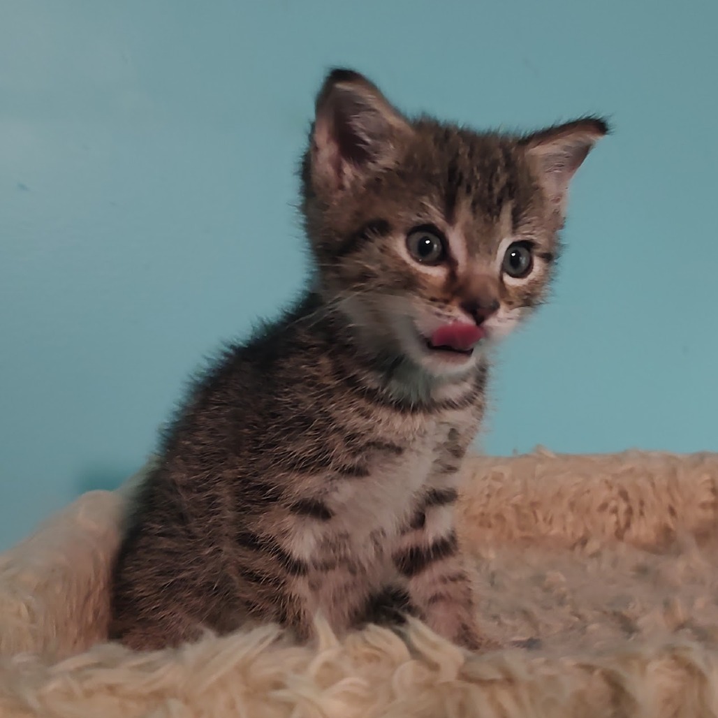 Carl, photo 4