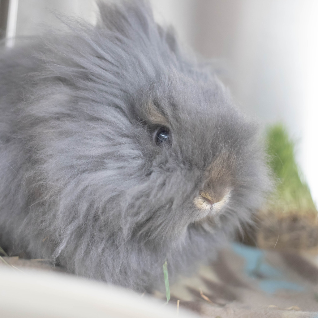 Poppy, photo 10