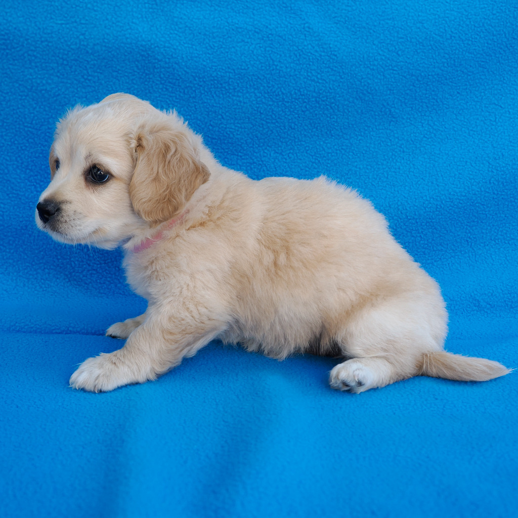 PRESLEY, photo 4