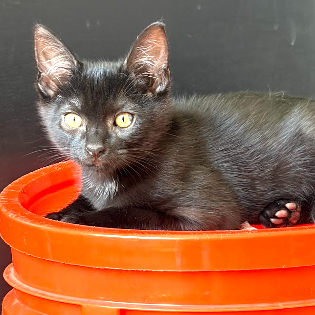 KILO - Domestic Shorthair available for adoption