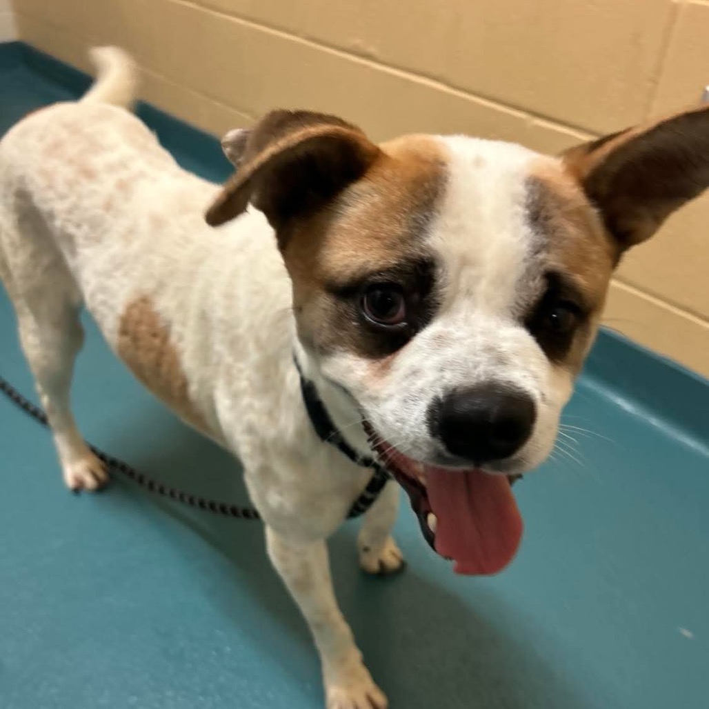 Stitch (Formerly Lava), photo 3