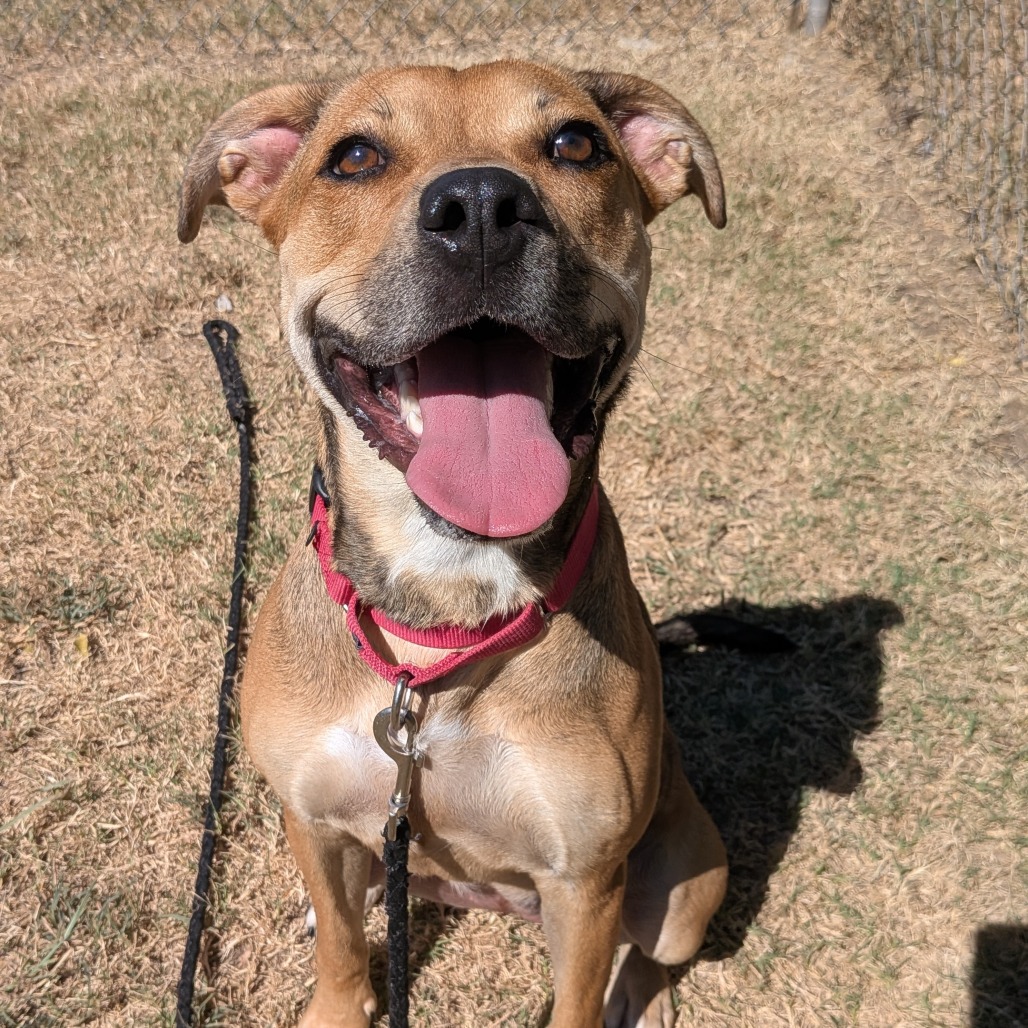 Penny