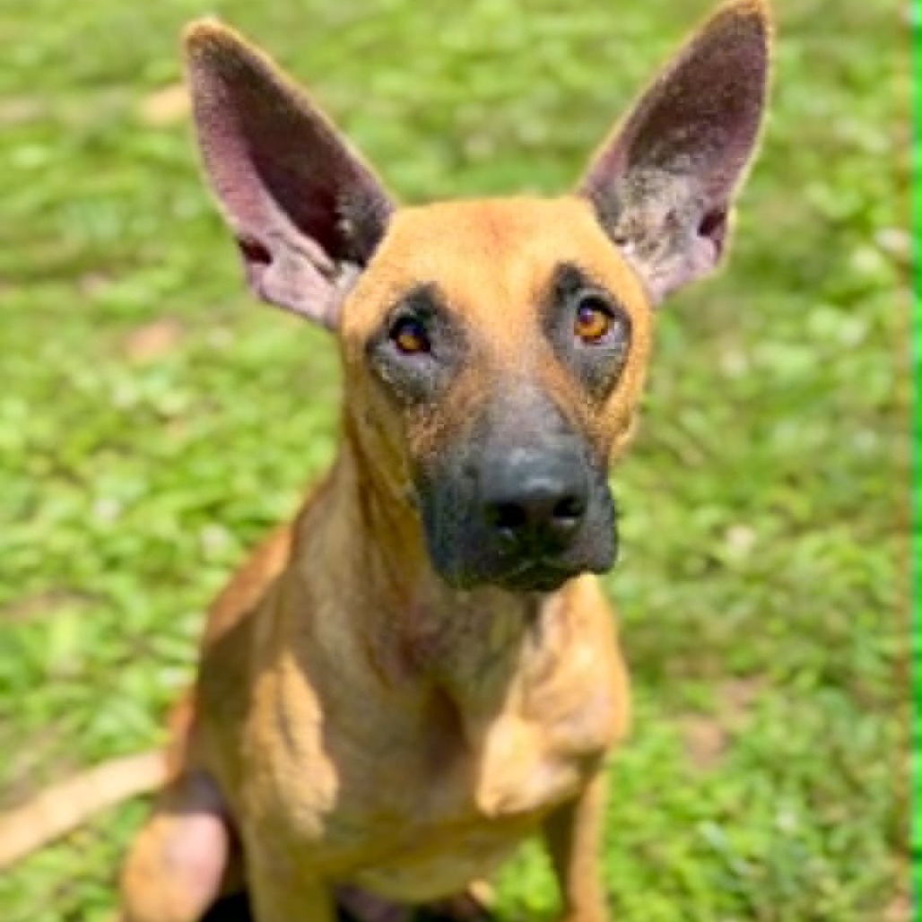 MONGO - Mixed Breed (Medium) available for adoption