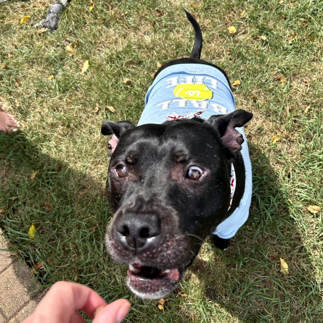 Bowser, photo 57