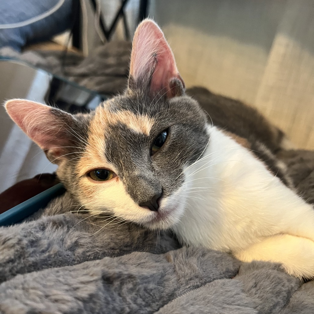 JAPANESE BREAKFAST - Domestic Shorthair available for adoption