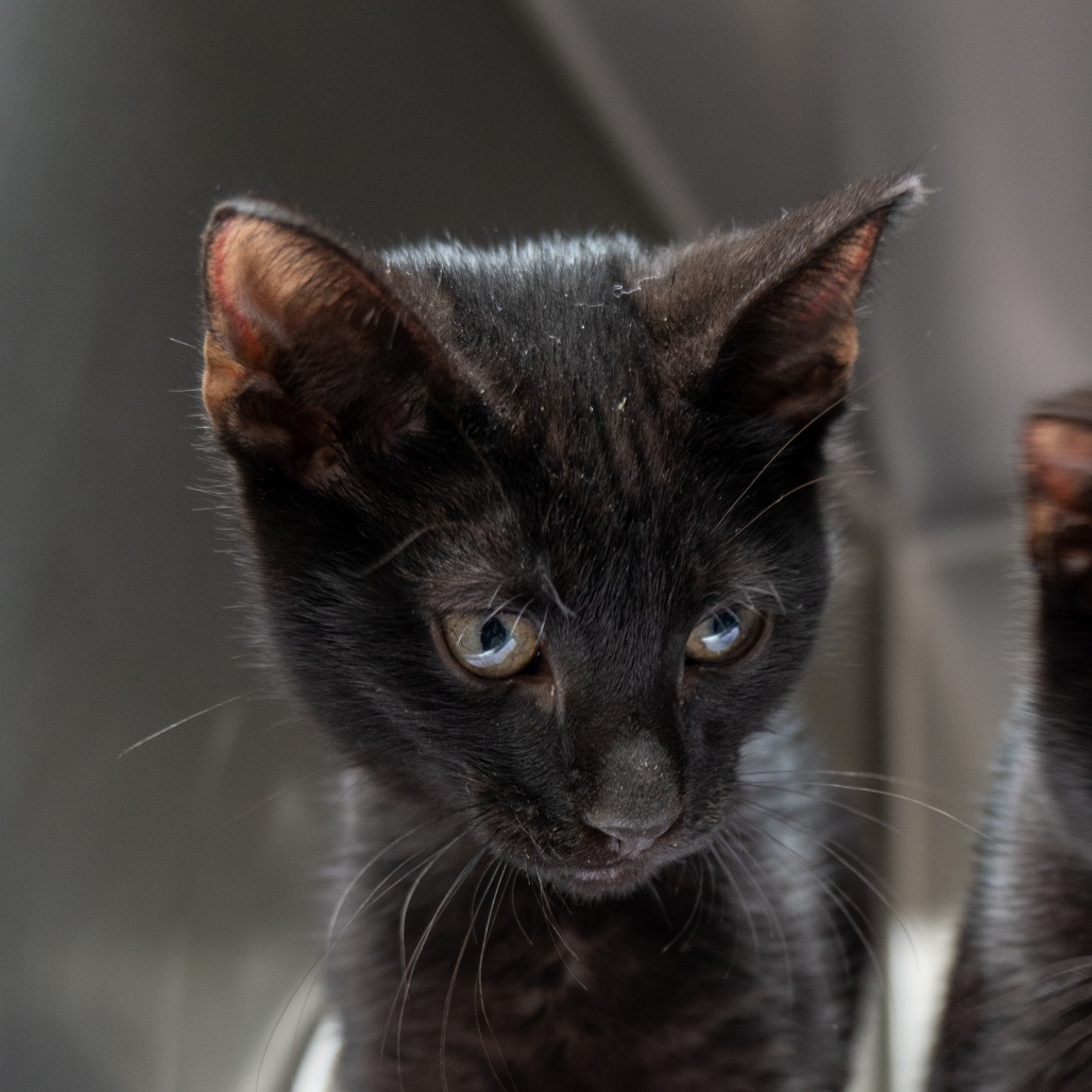 BOBA (PINK) - Domestic Shorthair available for adoption