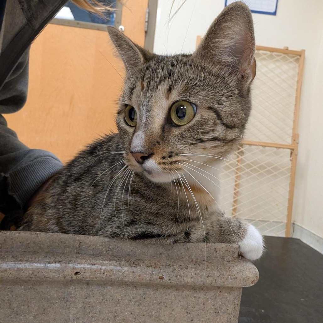 AMOA - Domestic Shorthair available for adoption