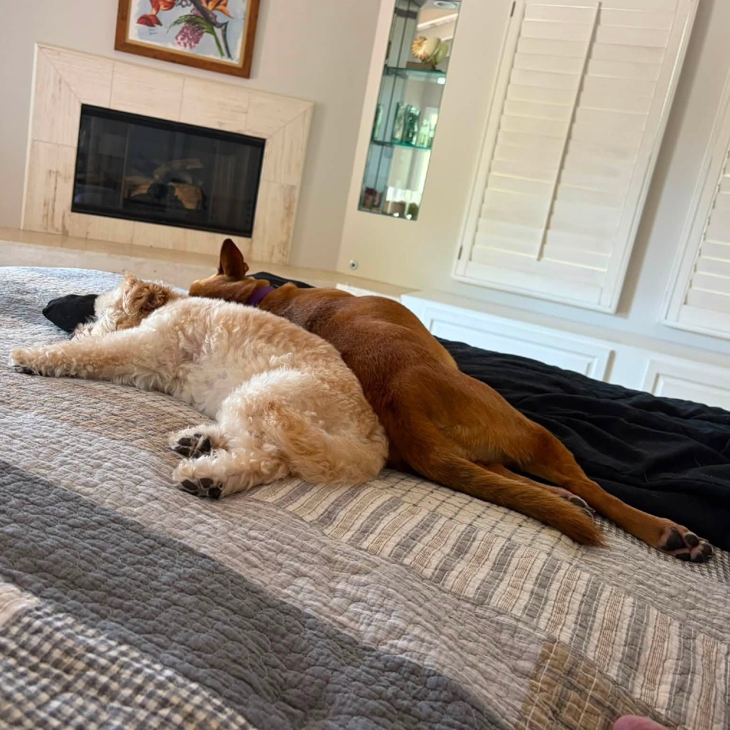 Nutmeg, photo 9