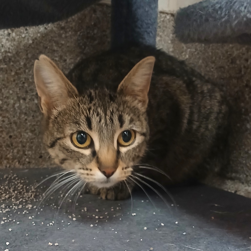 Breeze — thumbnail 2