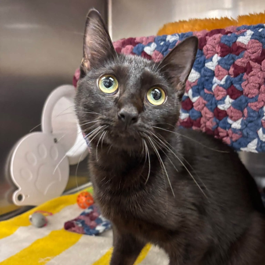 UGGIE-AT PETSMART MADISON EAST - Domestic Shorthair available for adoption