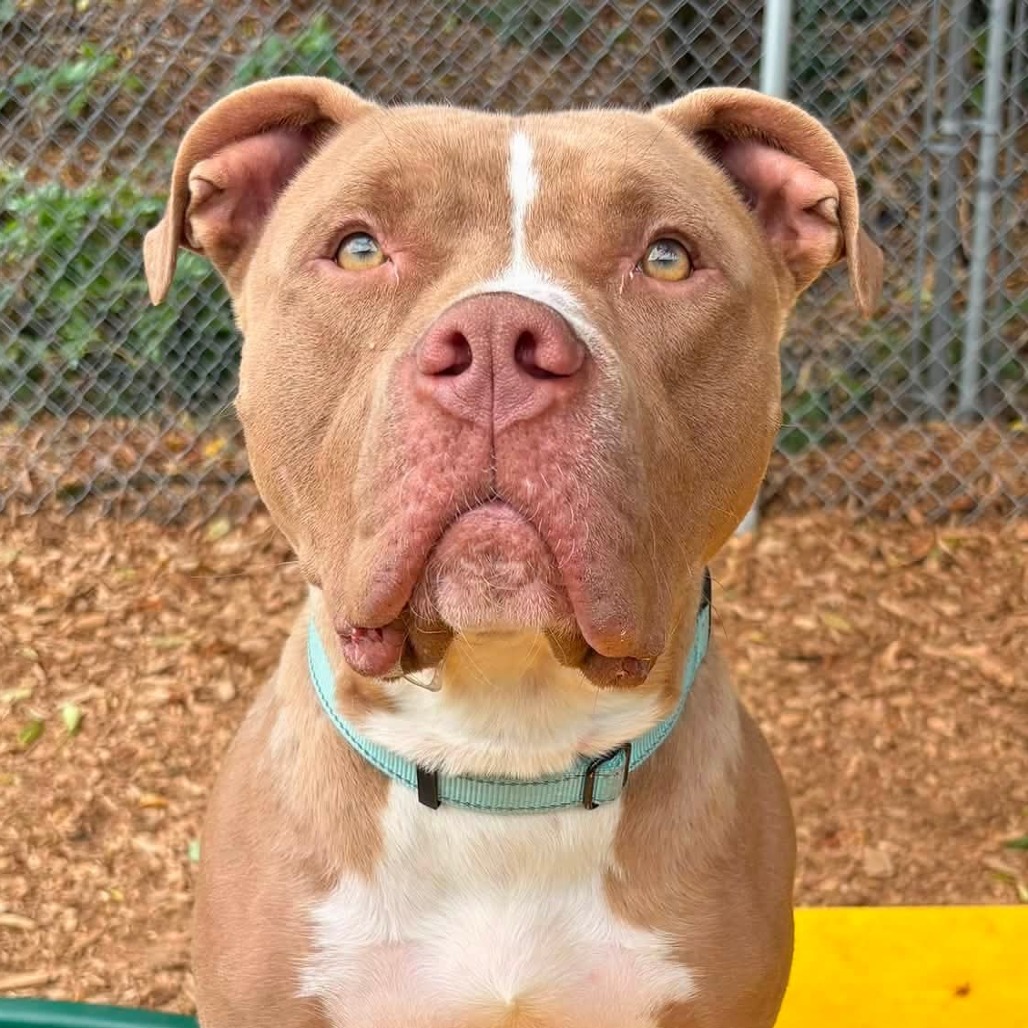 Pit Bull