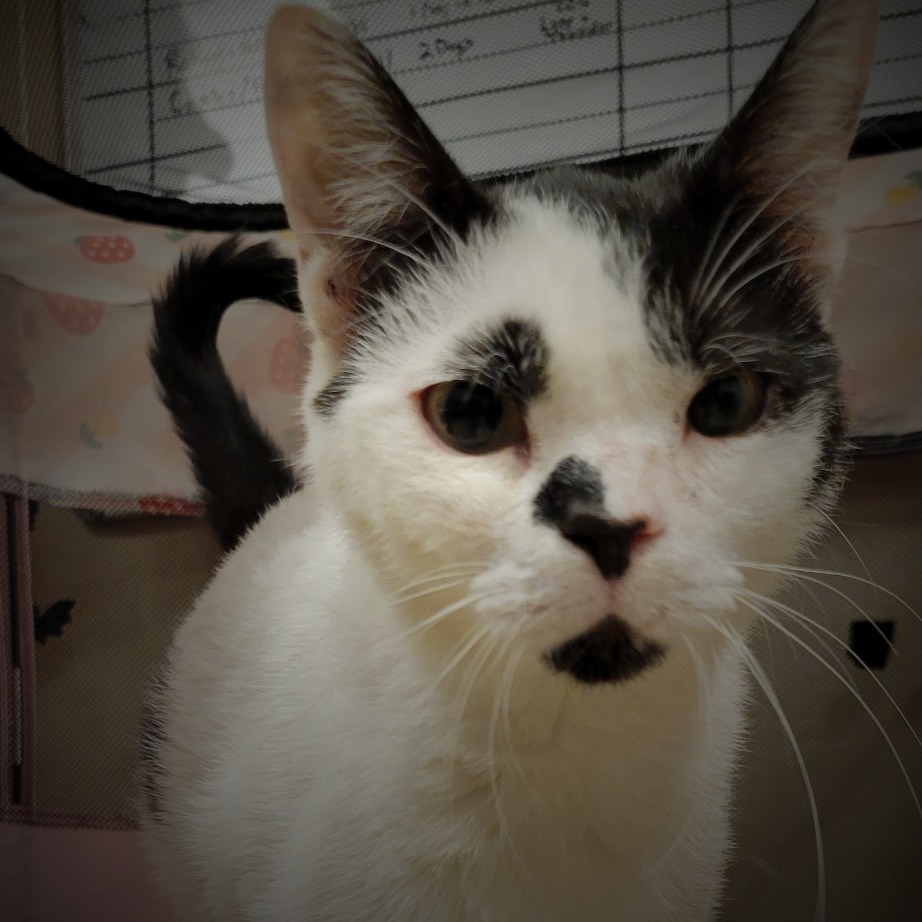 Charlotte picture #3