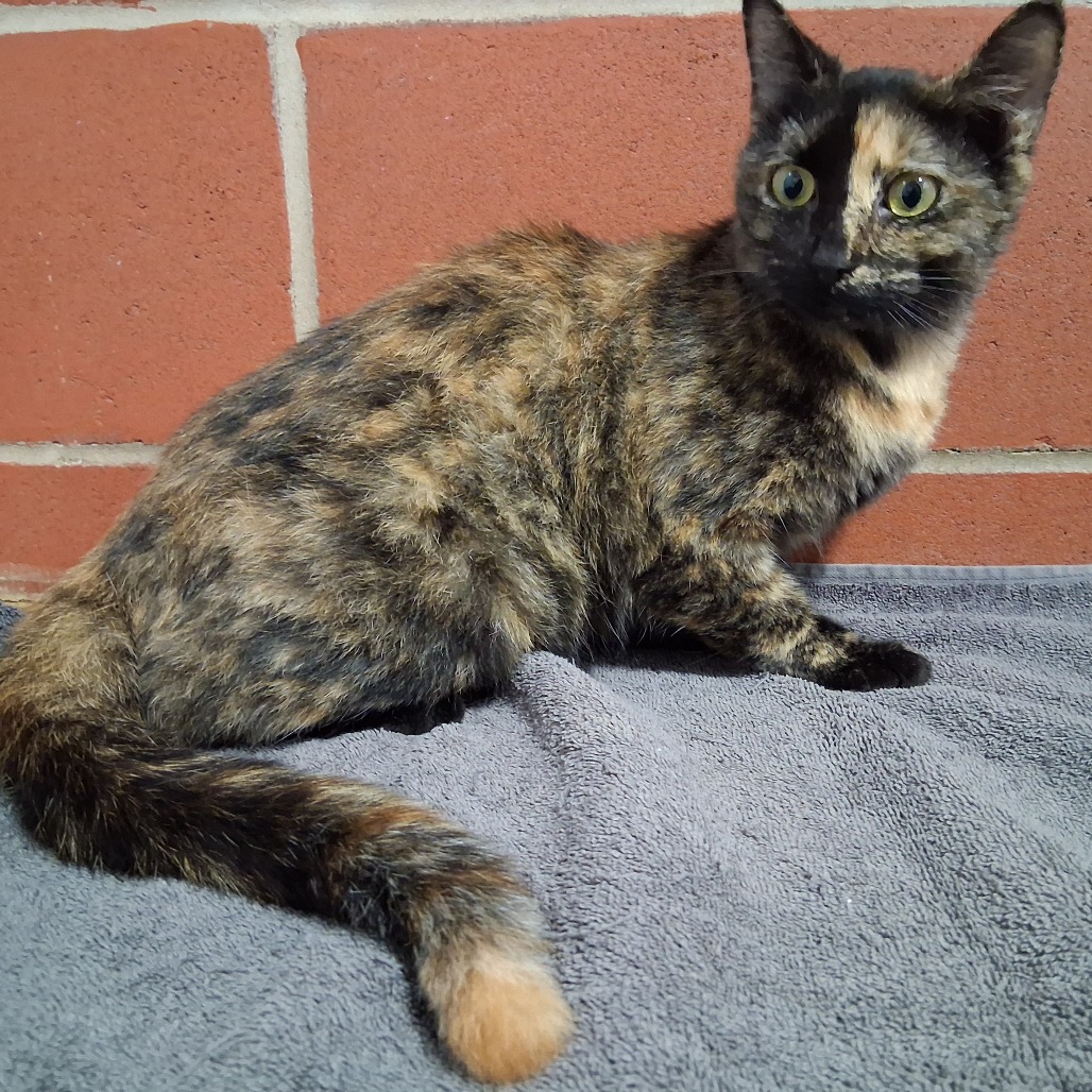 Thomasina, photo 3