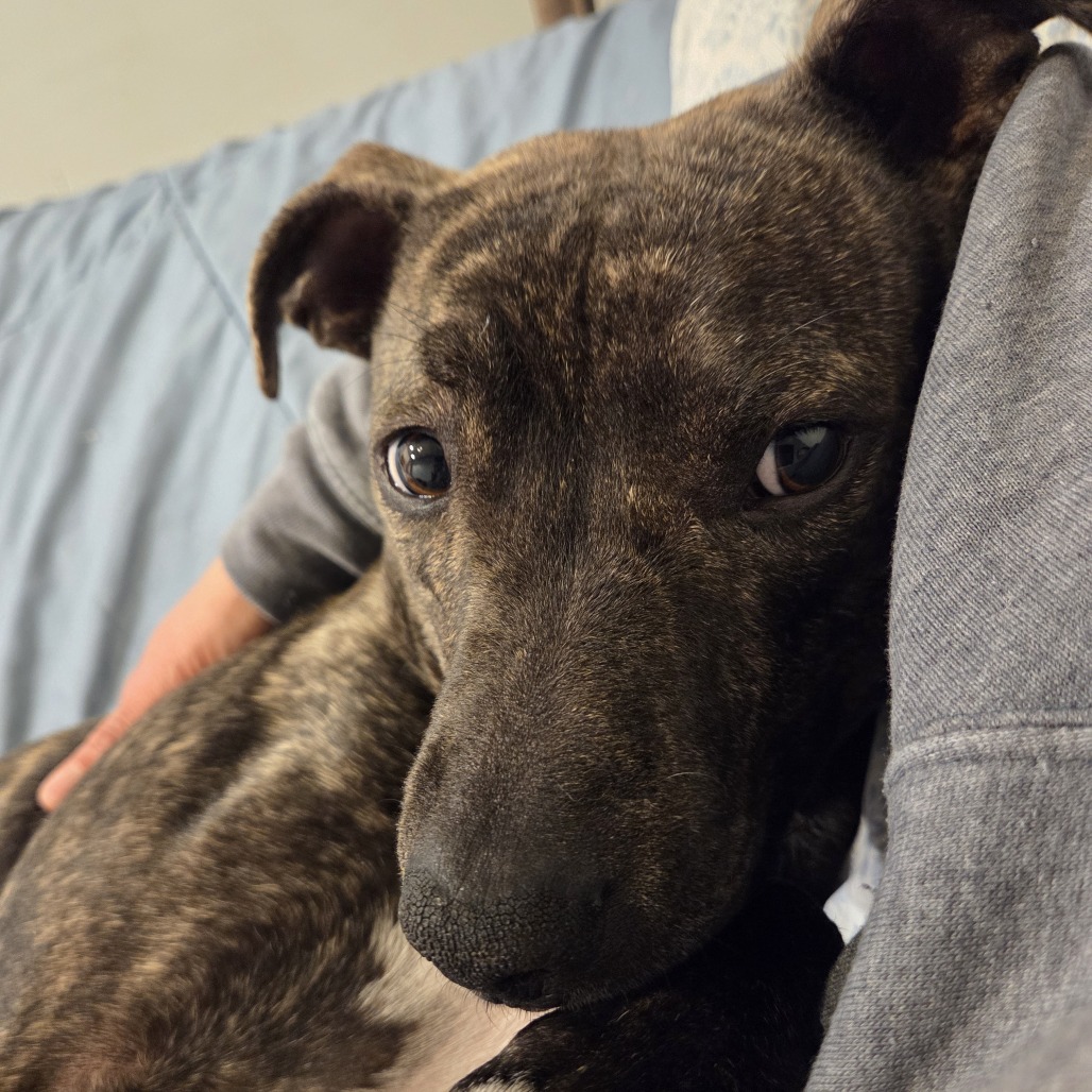 Melrose — thumbnail 3