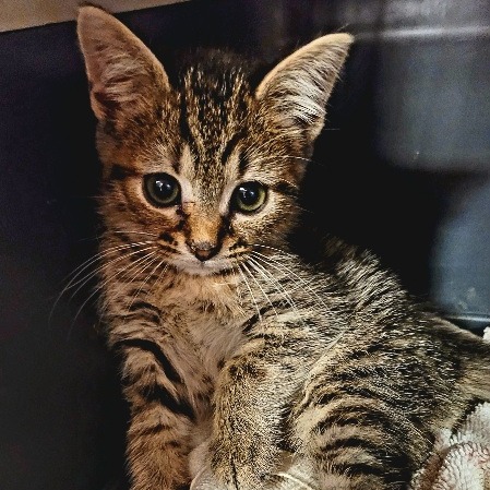 Fifi, photo 3