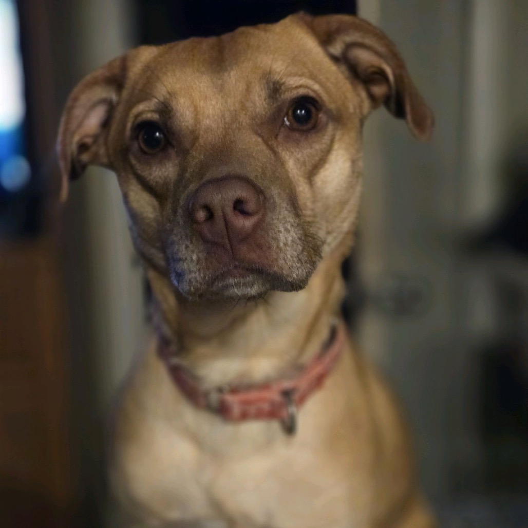 Stella, photo 12