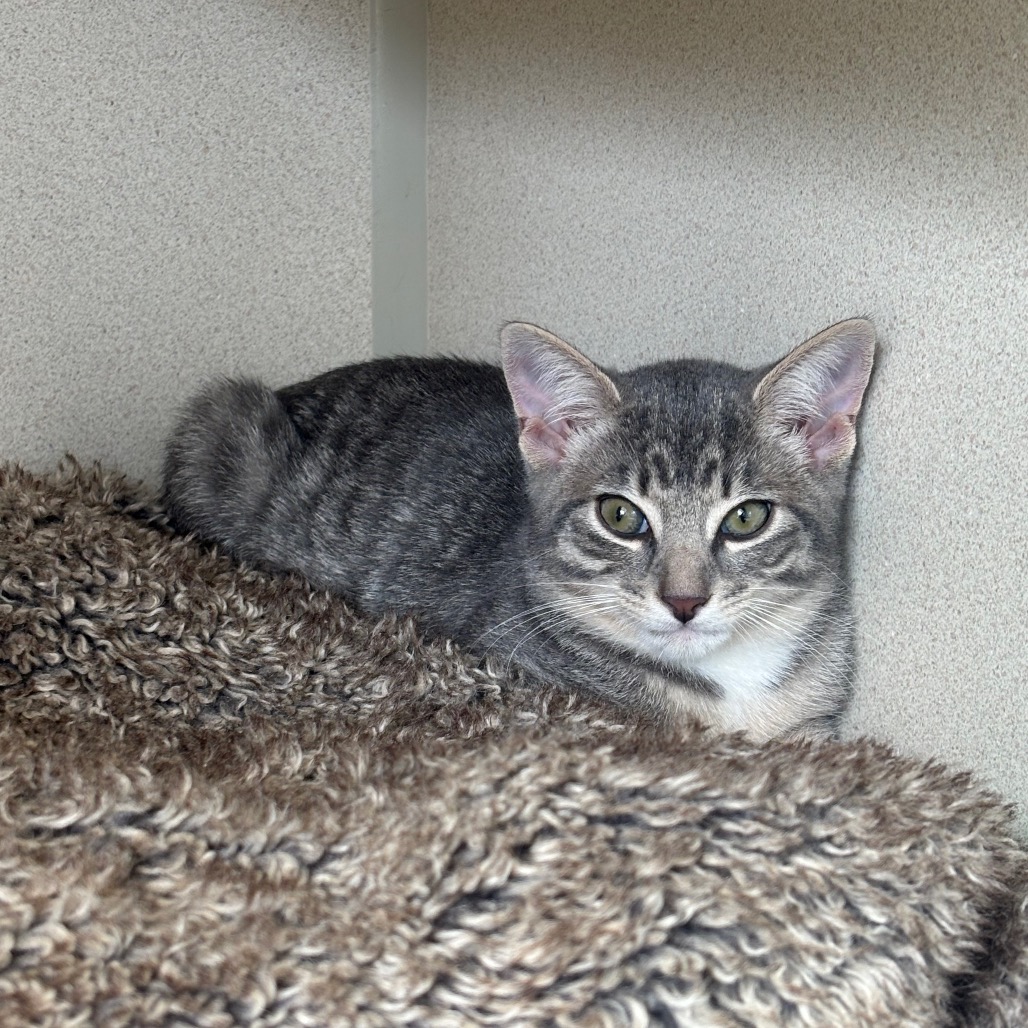 Momiji - Domestic Shorthair
