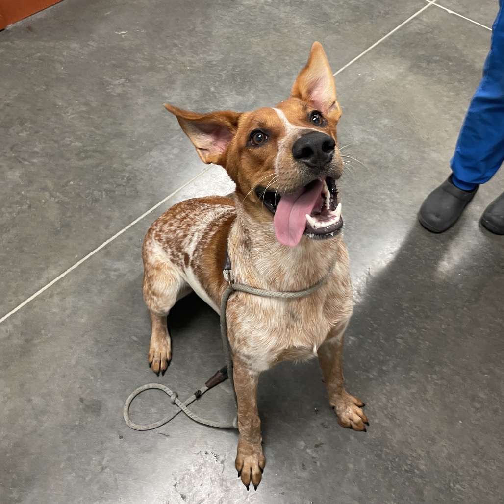 Gunner, adoptable Pointer, German Shorthaired/Cattle Dog, Australian (Red Heeler) at Lifeline of Galveston County