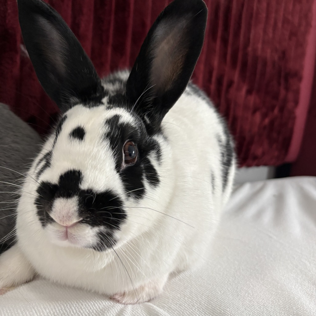 Nelly (bonded with Buns), photo 9