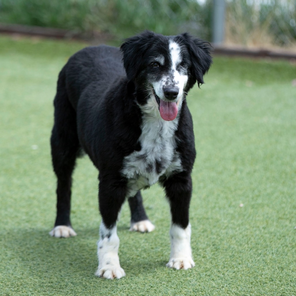 Skittles (MR26-329), photo 8