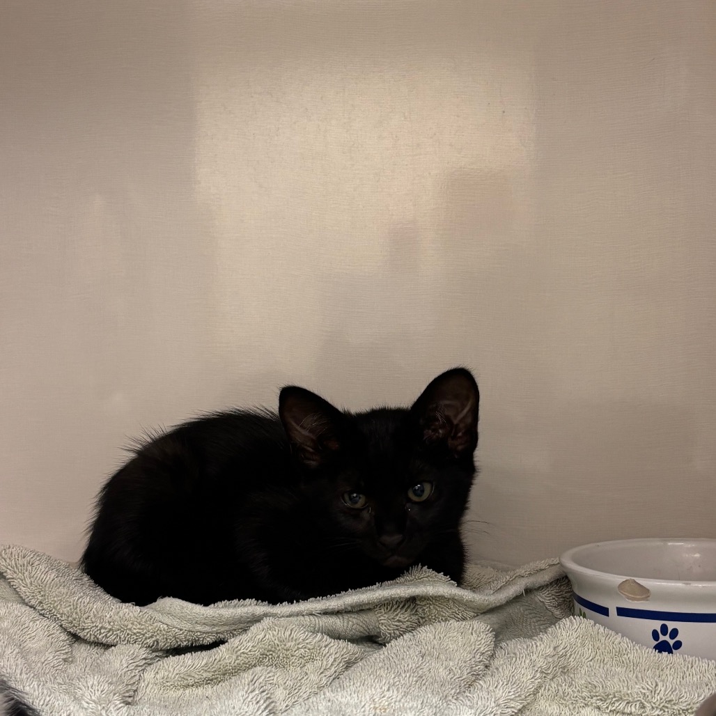 Tove - Domestic Shorthair/Mix