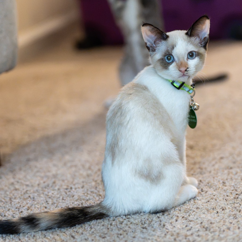 Animal named Dolly P.
