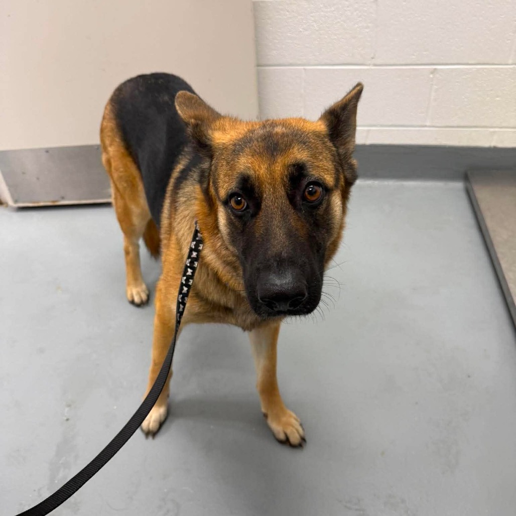 BELLACINA - Shepherd / German available for adoption