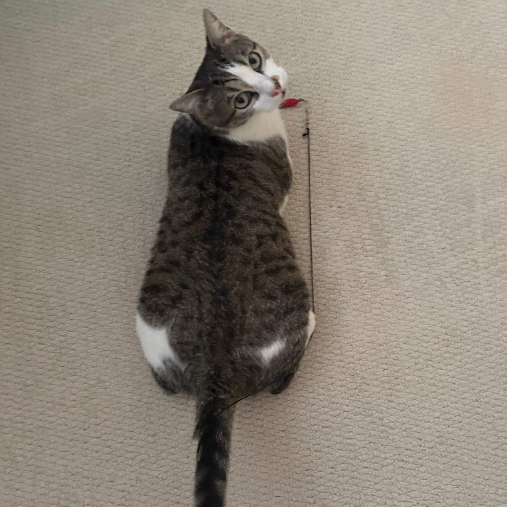 BIJOU