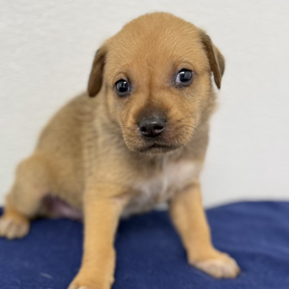 Brown Setter, English/Mixed Breed (Medium) Dog
