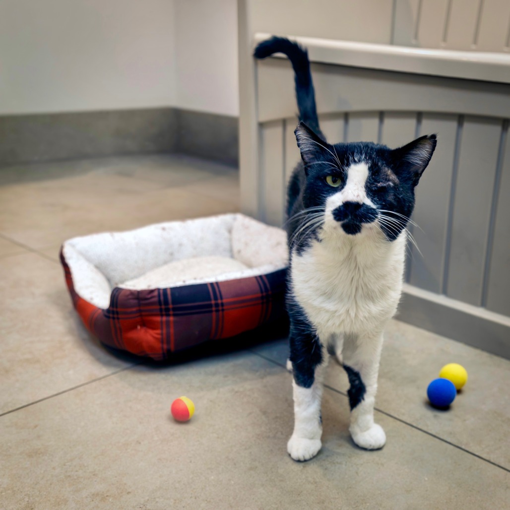 CAPTAIN JACK - Domestic Shorthair available for adoption