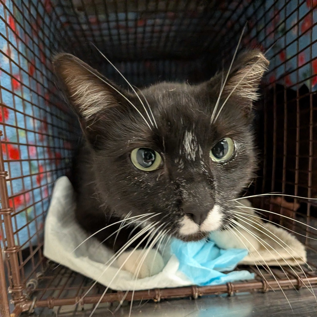 Flotsam - Domestic Medium Hair