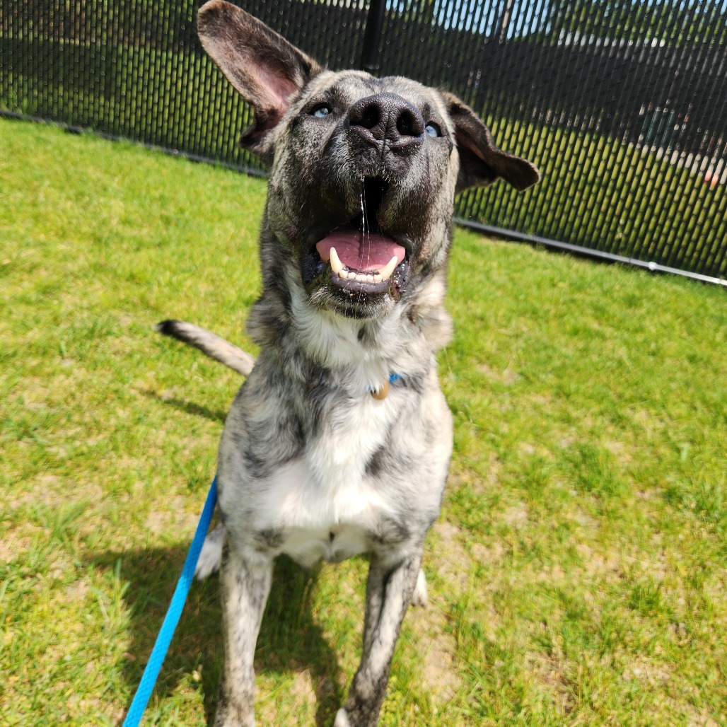 Chico