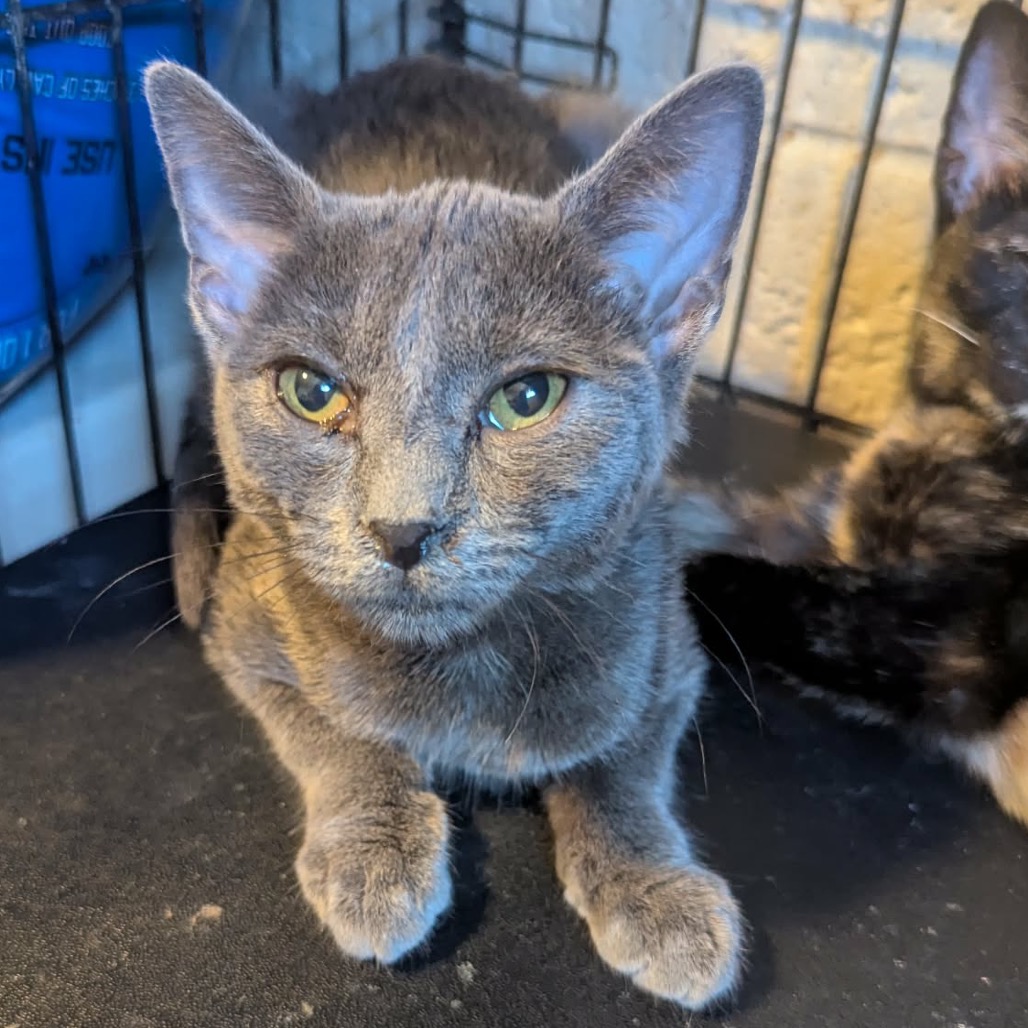 FOG - Domestic Shorthair available for adoption