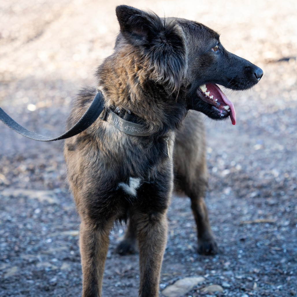 OLIVE, photo 4
