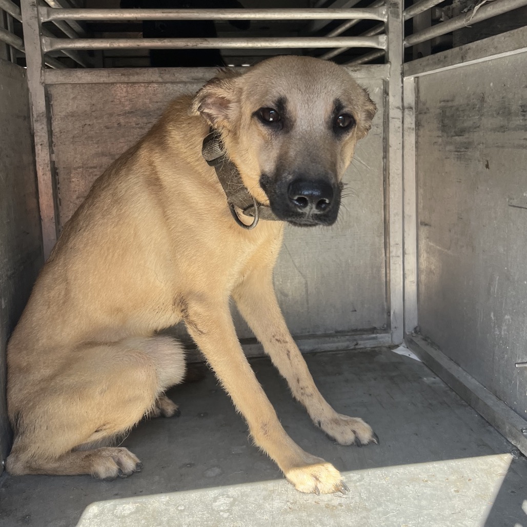 SUGAR PIE - Retriever / Mix available for adoption