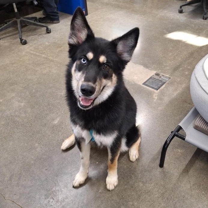 Kennel#9 Amore's preview photo