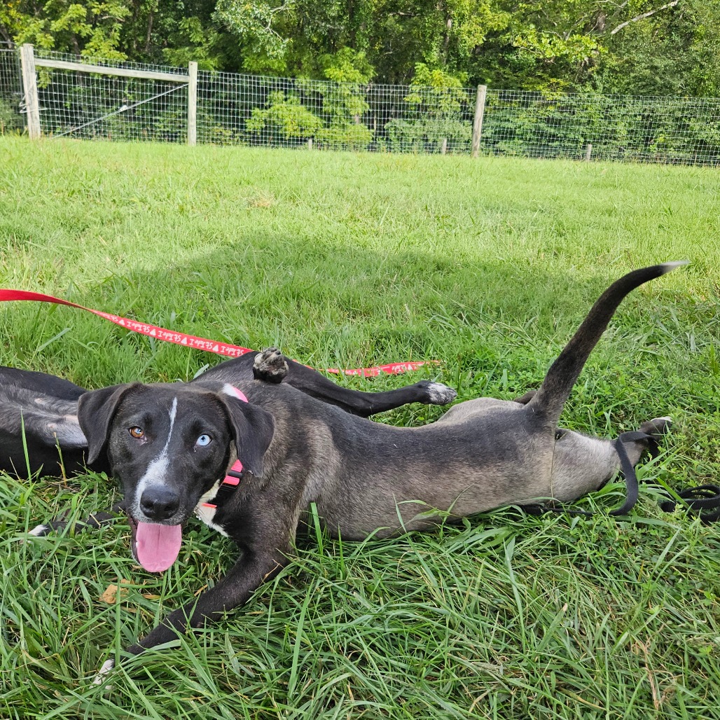 Annie — thumbnail 4