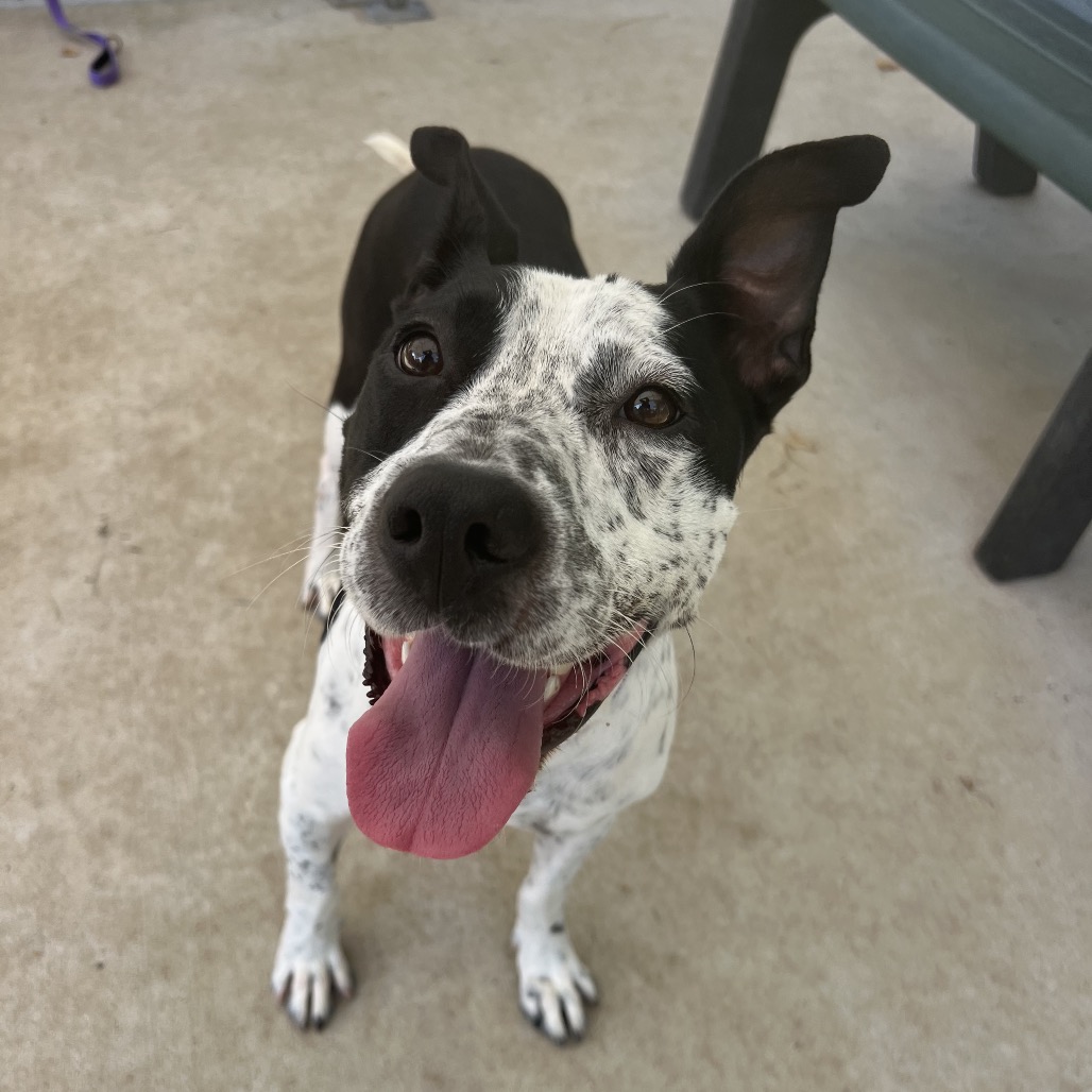 Speckles, photo 15