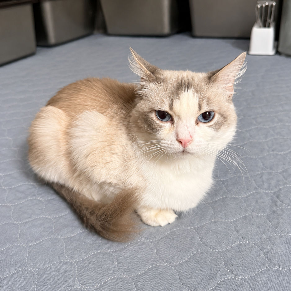 SUNSHINE - Ragdoll available for adoption