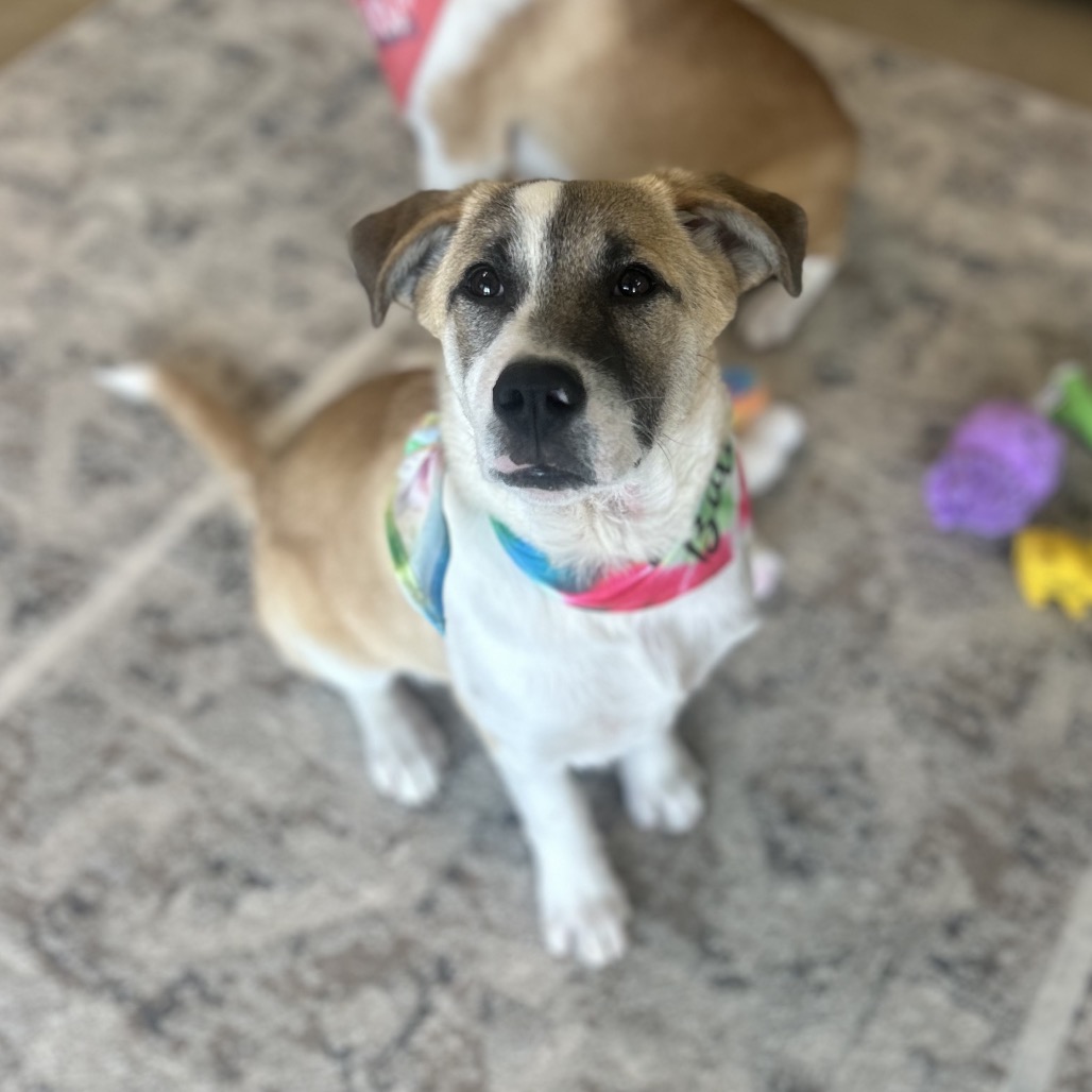 Creole — thumbnail 4