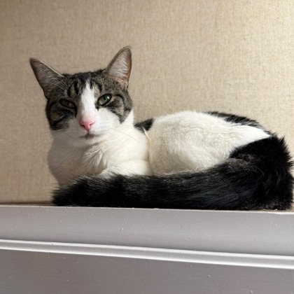 BUTTERCUP - American Shorthair available for adoption